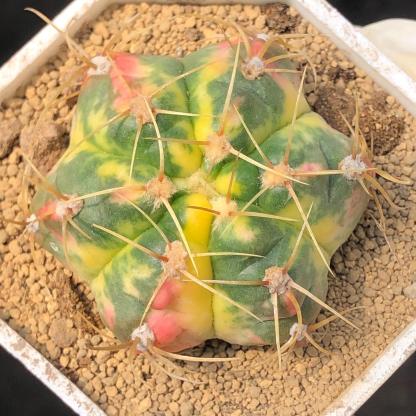 3-6cm Gymnocalycium Horstii Variegata