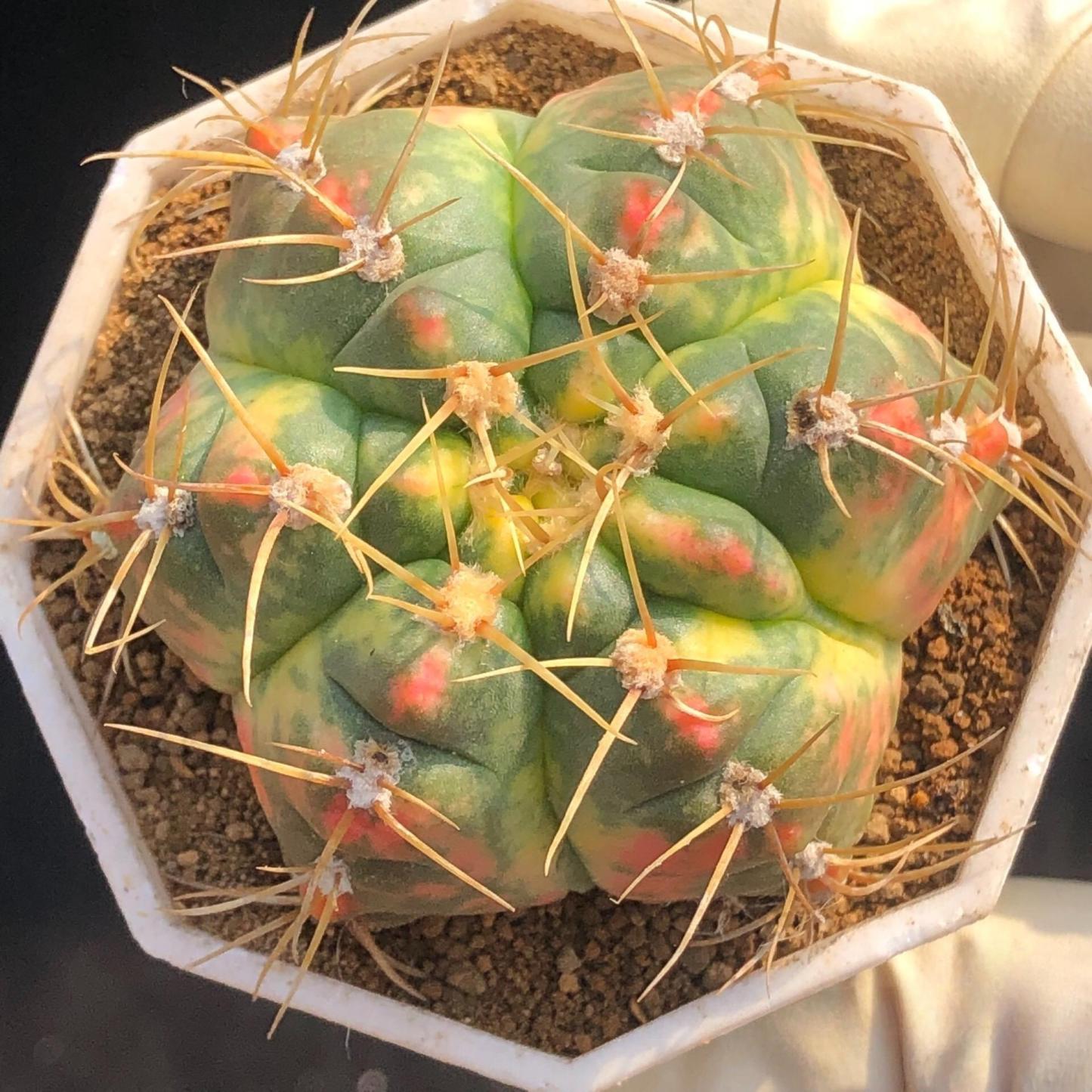 3-6cm Gymnocalycium Horstii Variegata