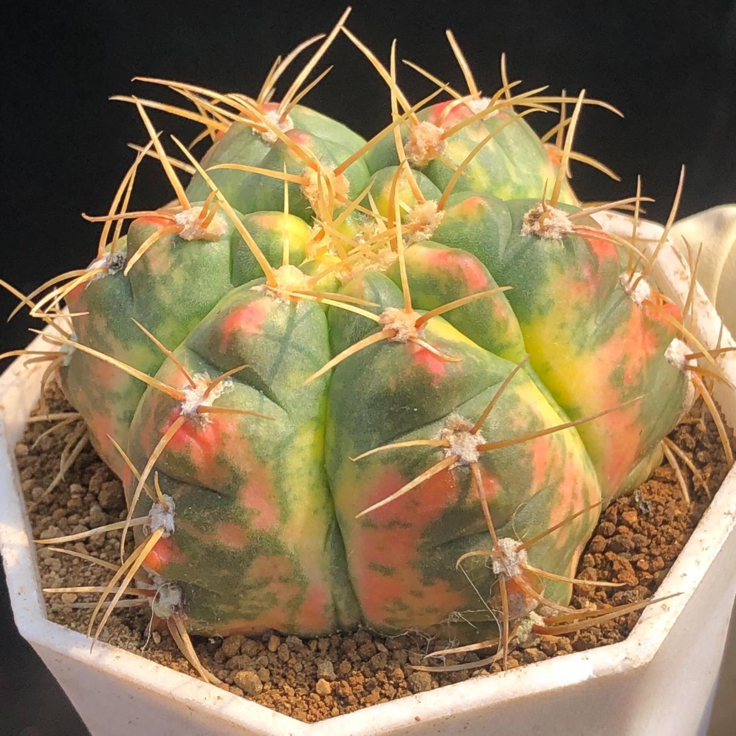 3-6cm Gymnocalycium Horstii Variegata