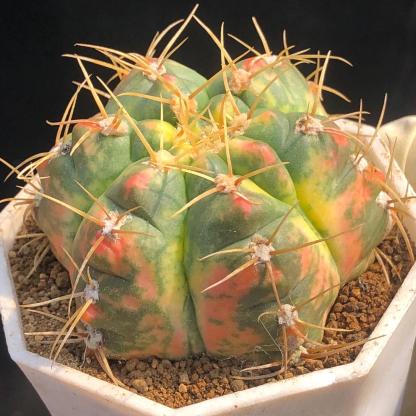 3-6cm Gymnocalycium Horstii Variegata