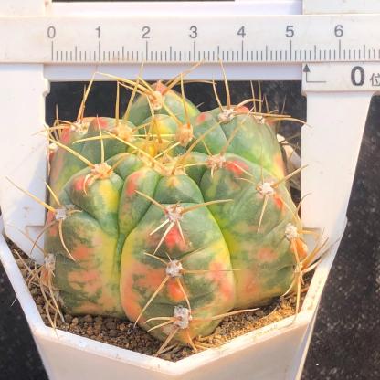 3-6cm Gymnocalycium Horstii Variegata