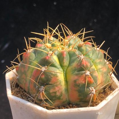 3-6cm Gymnocalycium Horstii Variegata
