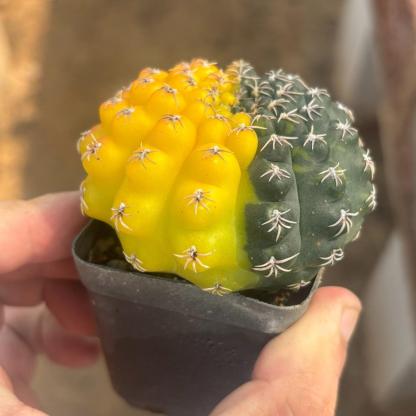 3-8cm Gymnocalycium baldianum