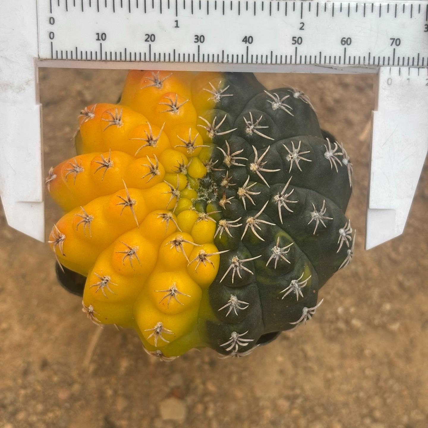 3-8cm Gymnocalycium baldianum