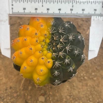 3-8cm Gymnocalycium baldianum