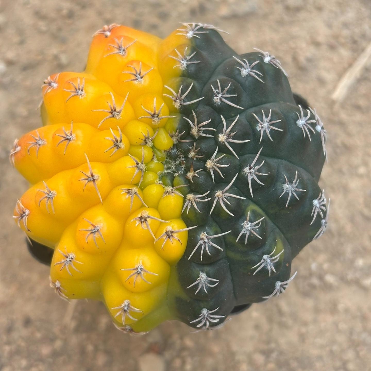 3-8cm Gymnocalycium baldianum