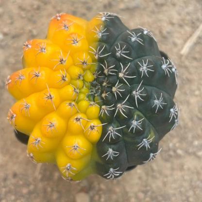 3-8cm Gymnocalycium baldianum