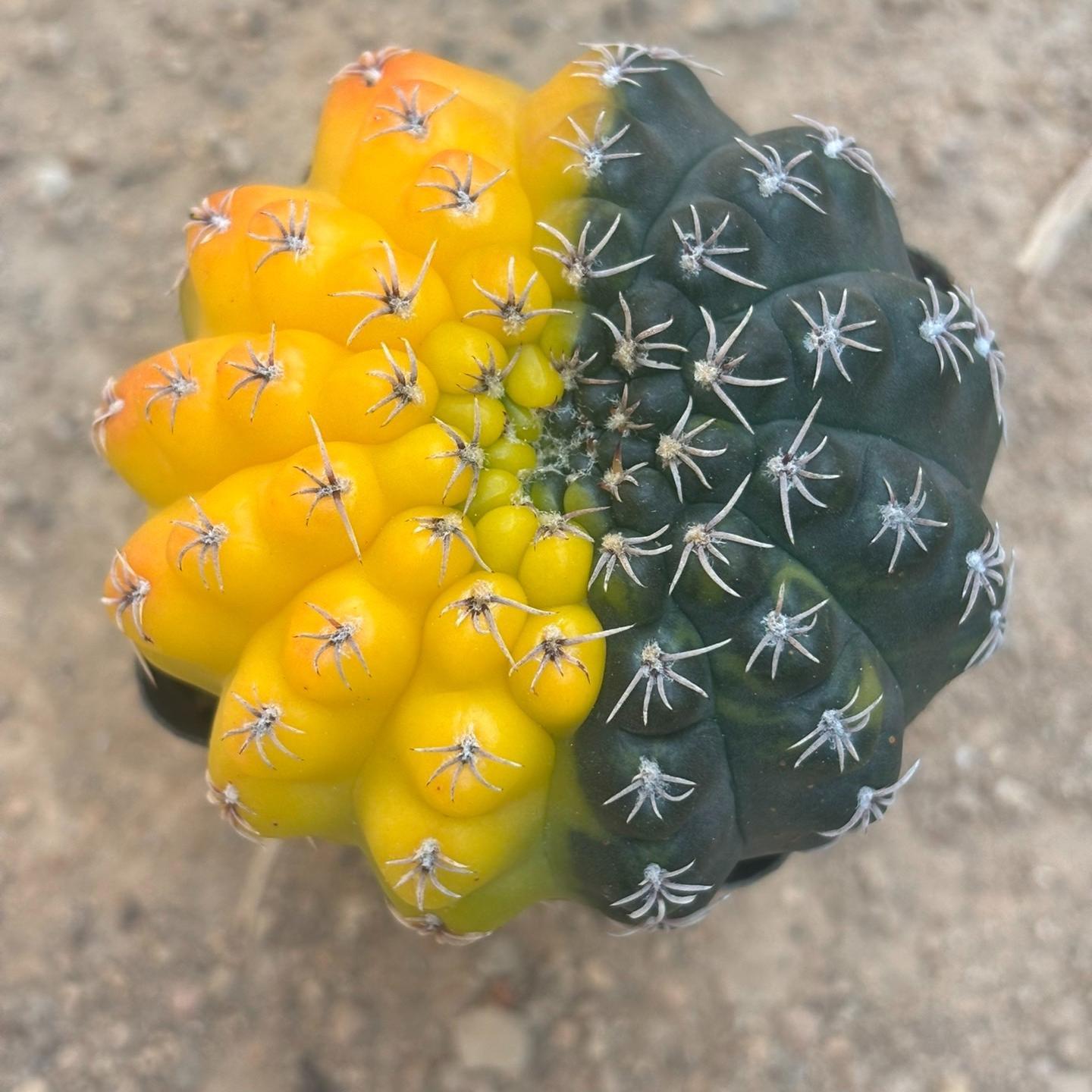 3-8cm Gymnocalycium baldianum