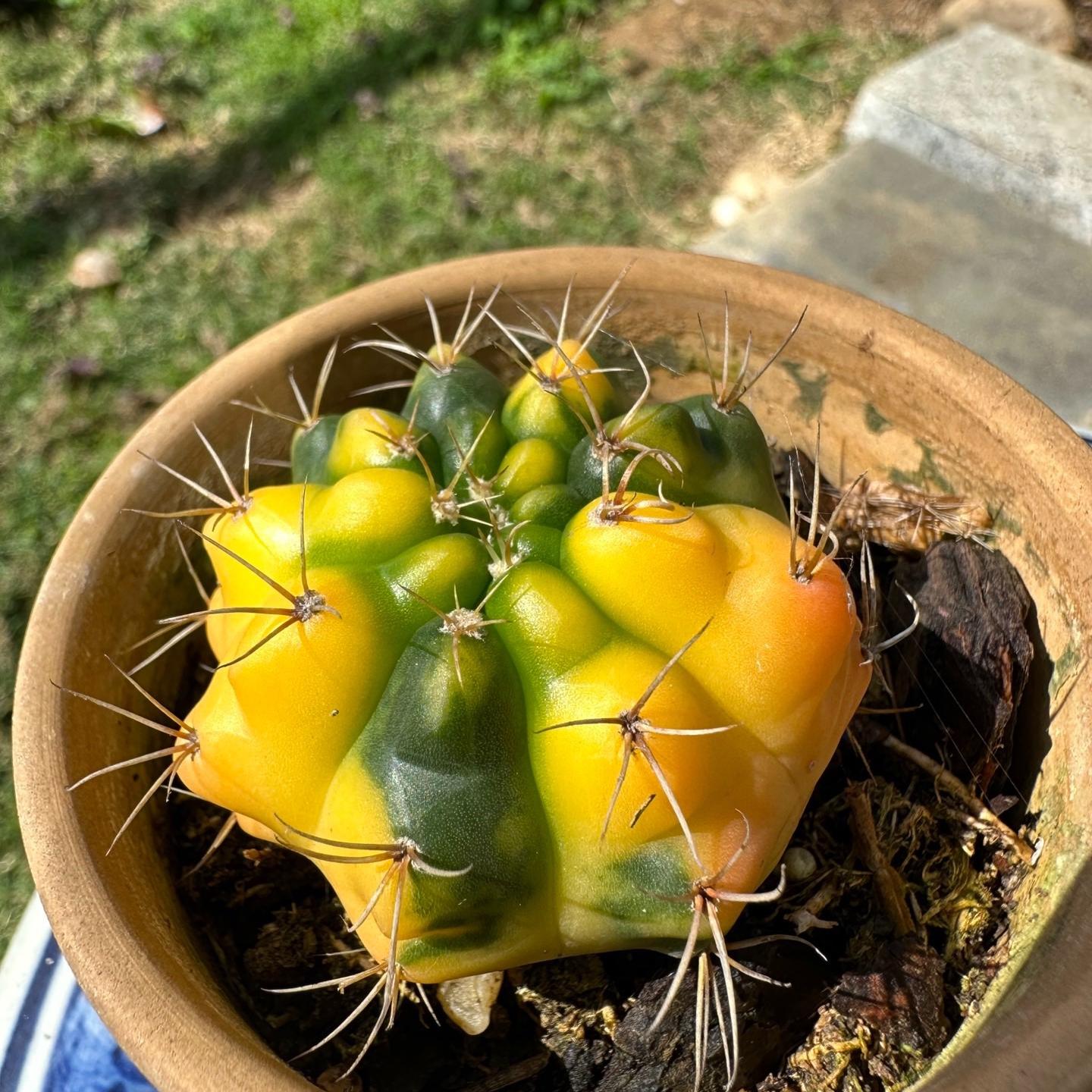 3-8cm Gymnocalycium baldianum