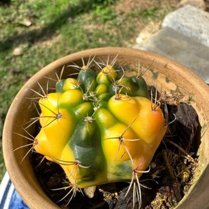 3-8cm Gymnocalycium baldianum