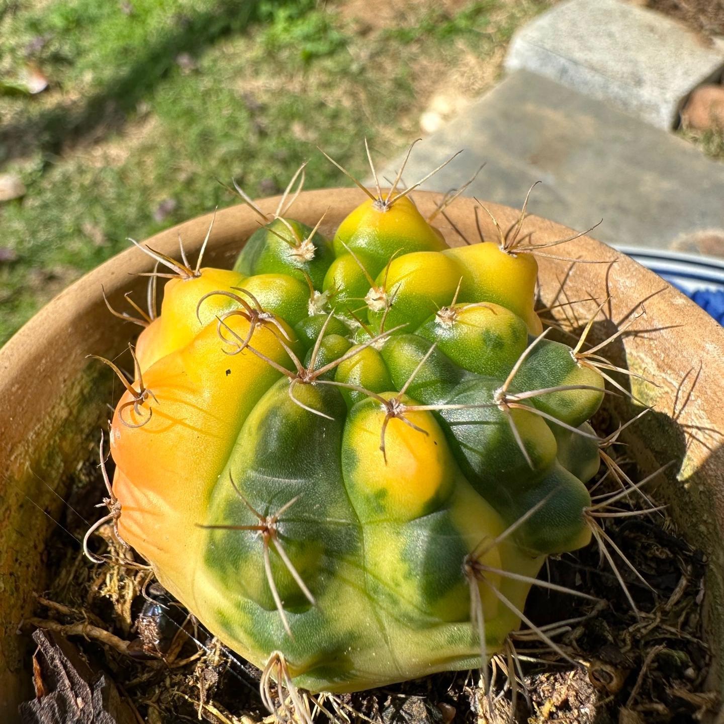 4-8cm Gymnocalycium baldianum （variegated）