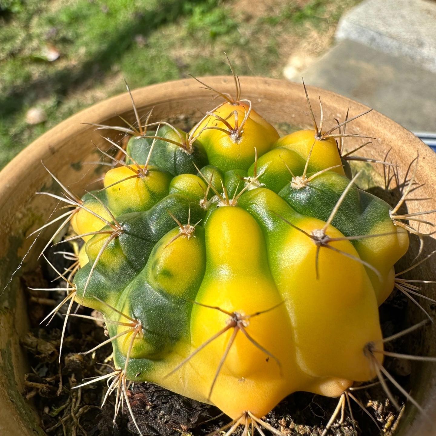 4-8cm Gymnocalycium baldianum （variegated）