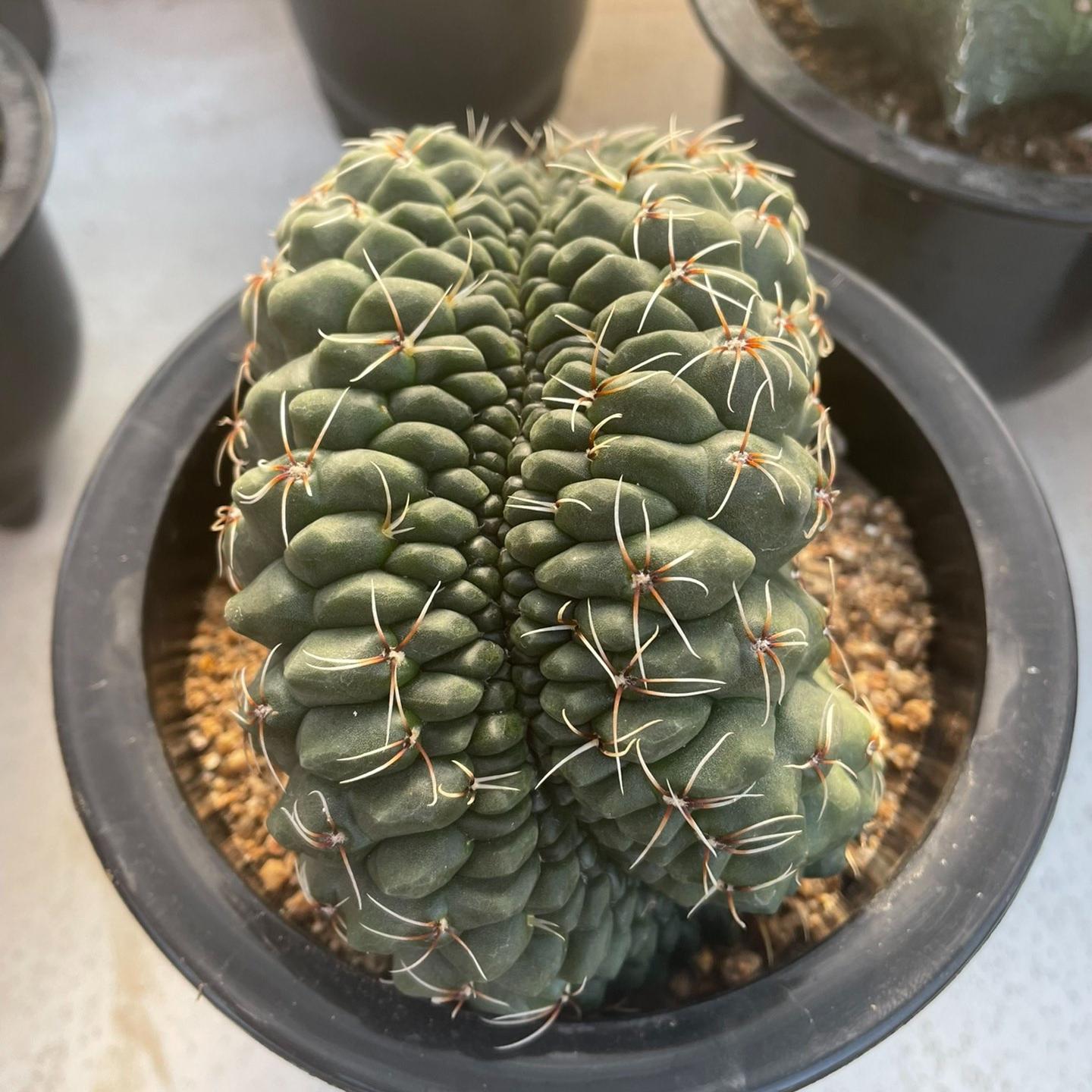 3-8cm Gymnocalycium baldianum