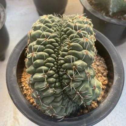 3-8cm Gymnocalycium baldianum