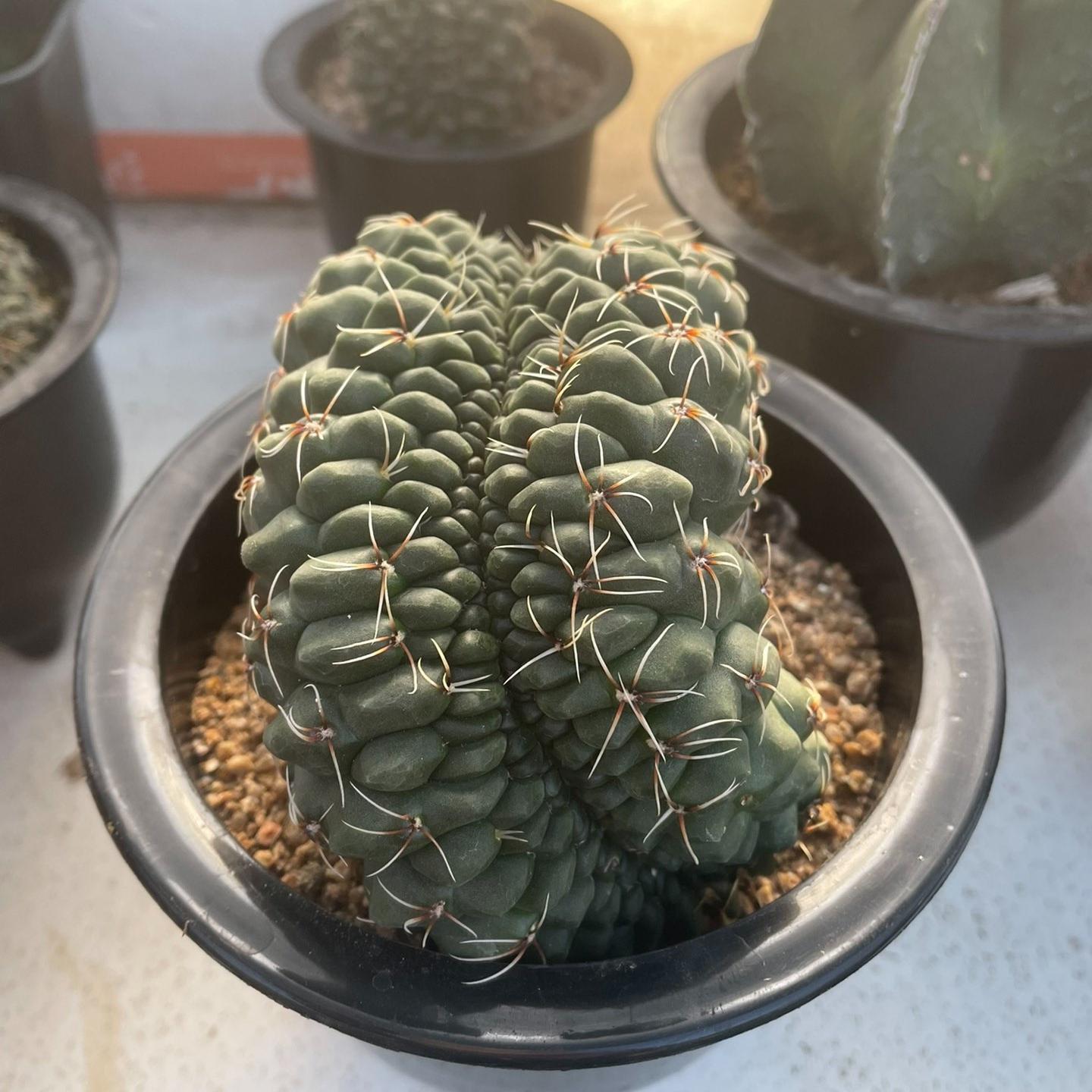 3-8cm Gymnocalycium baldianum