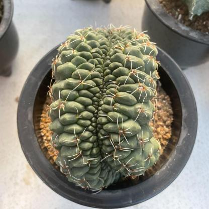 3-8cm Gymnocalycium baldianum