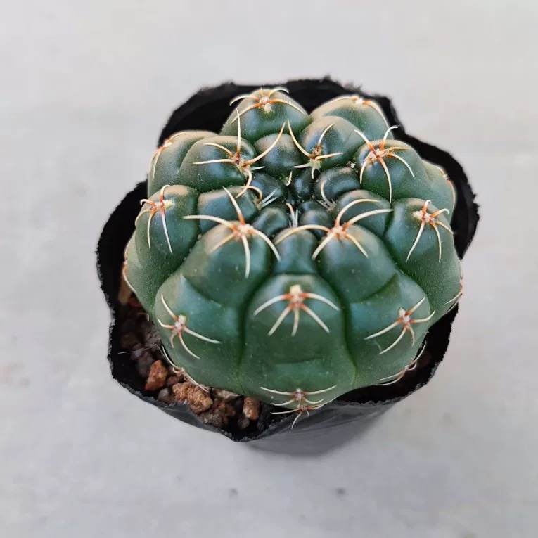 3-8cm Gymnocalycium baldianum