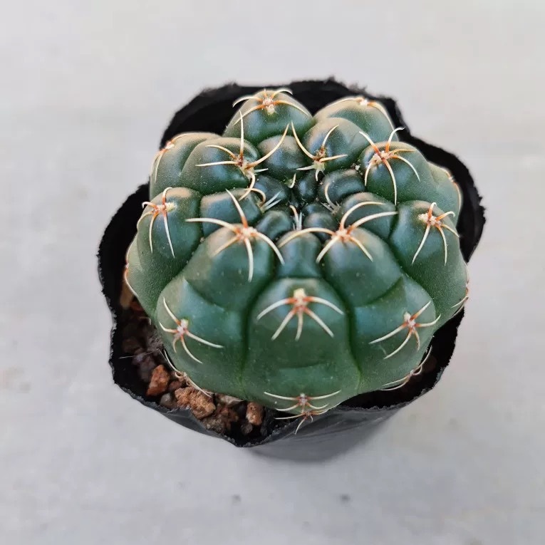 3-8cm Gymnocalycium baldianum