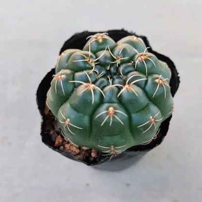 3-8cm Gymnocalycium baldianum