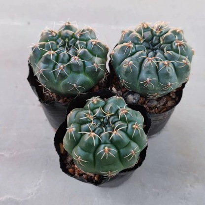 3-8cm Gymnocalycium baldianum