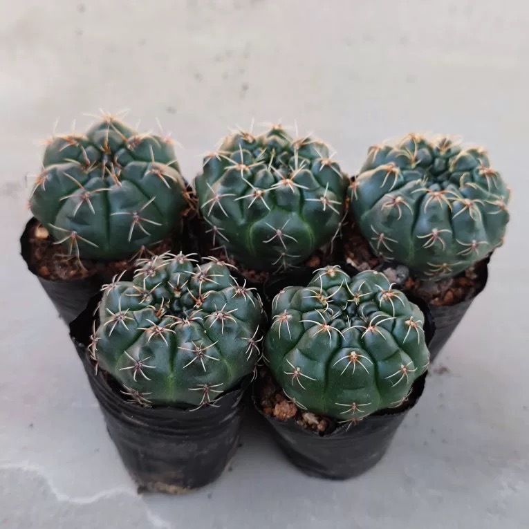 3-8cm Gymnocalycium baldianum