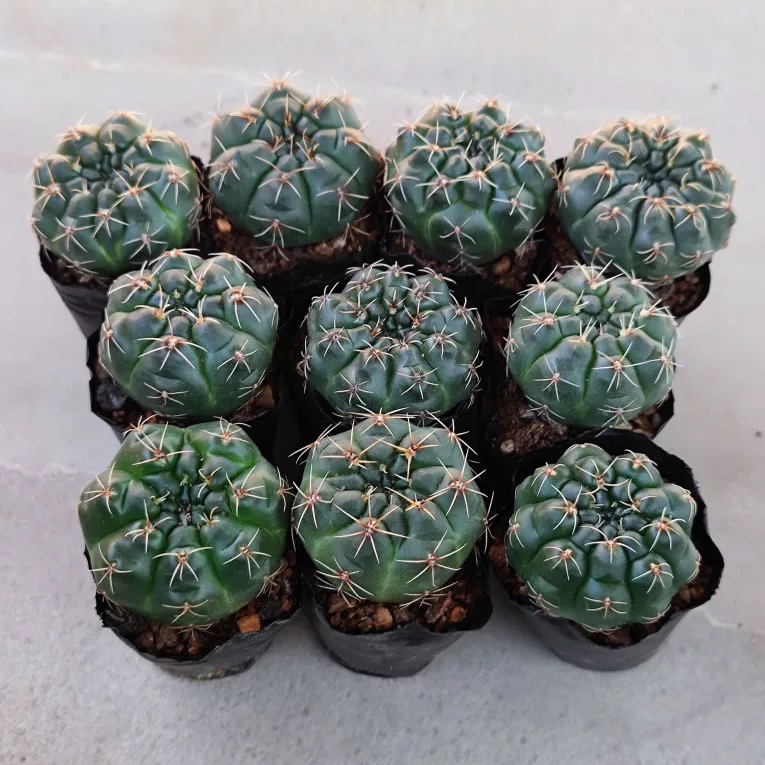 3-8cm Gymnocalycium baldianum