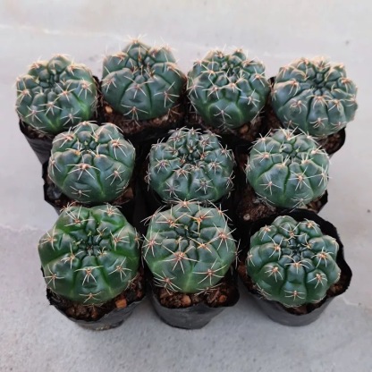 3-8cm Gymnocalycium baldianum