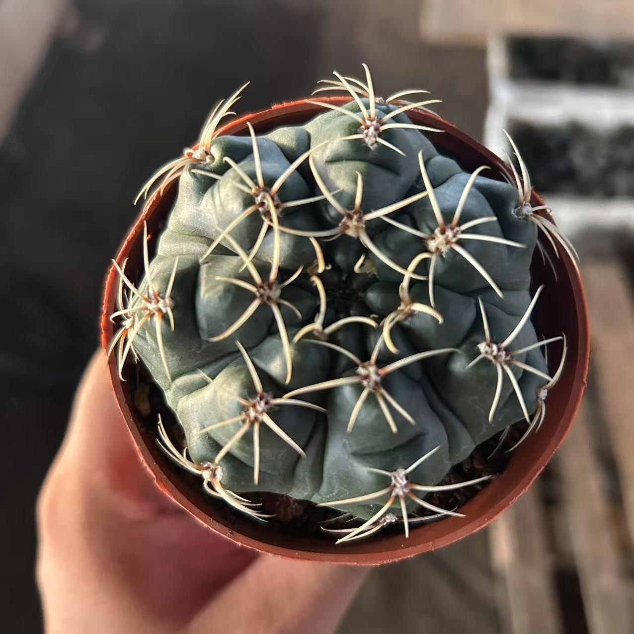 3-8cm Gymnocalycium baldianum