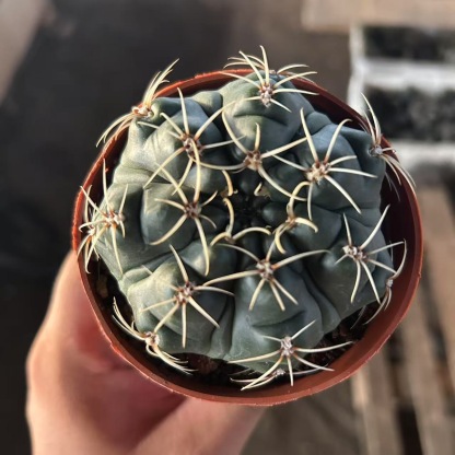 3-8cm Gymnocalycium baldianum