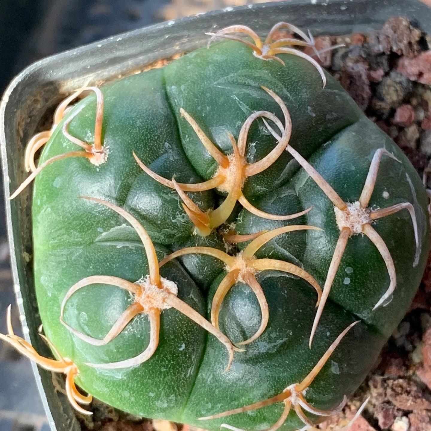 3-5cm Gymnocalycium denudatum