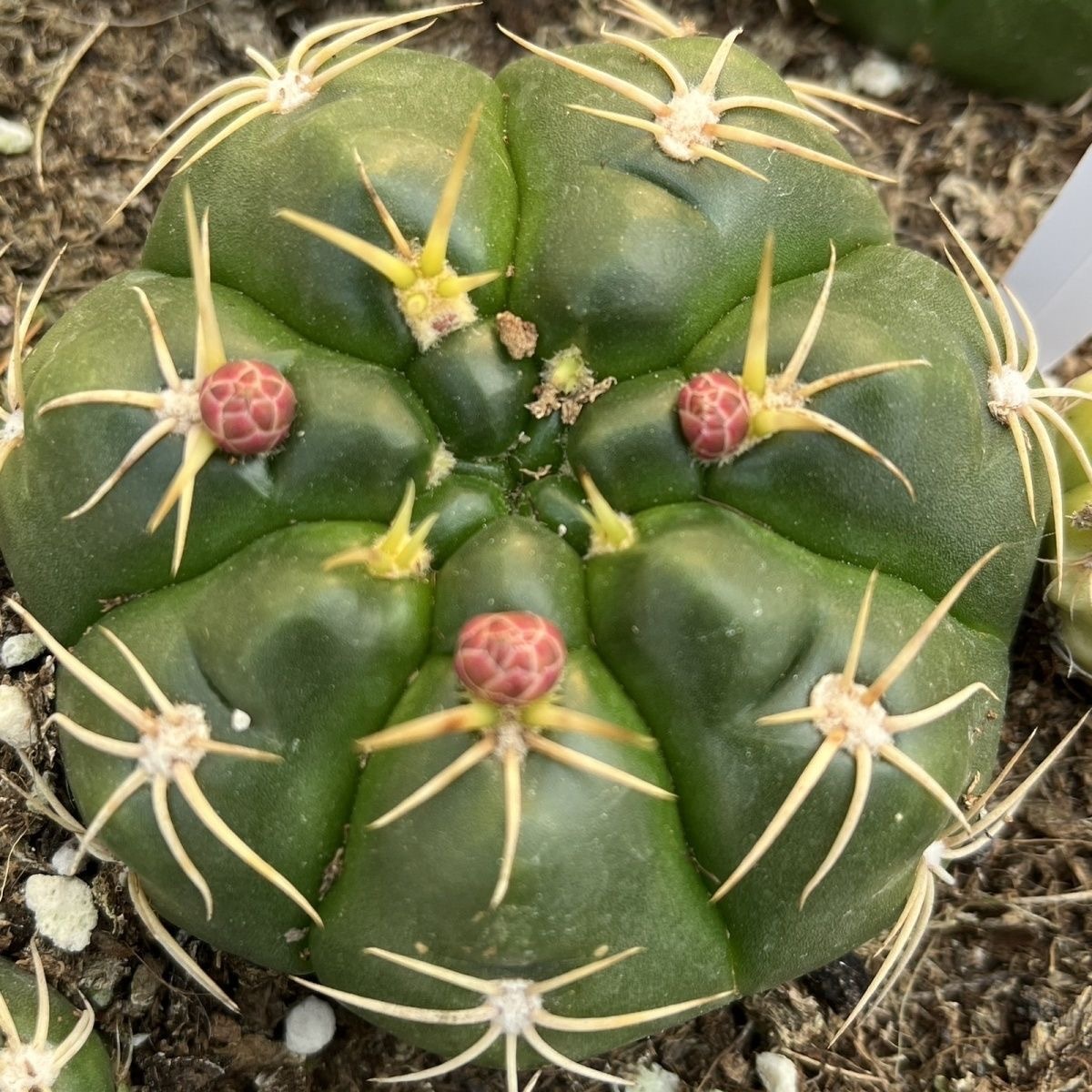 3-5cm Gymnocalycium denudatum 