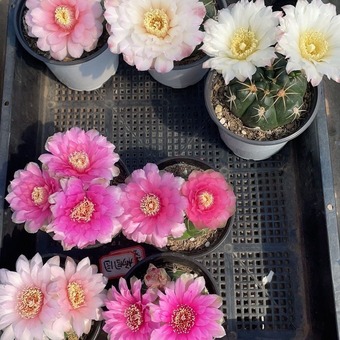 3-5cm Gymnocalycium denudatum 