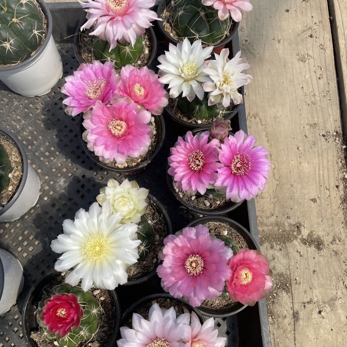 3-5cm Gymnocalycium denudatum 