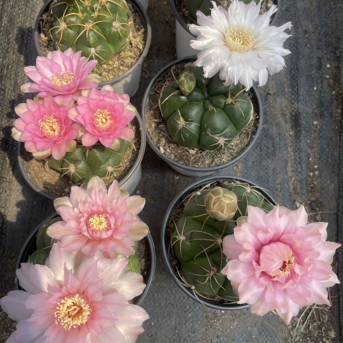 3-5cm Gymnocalycium denudatum 