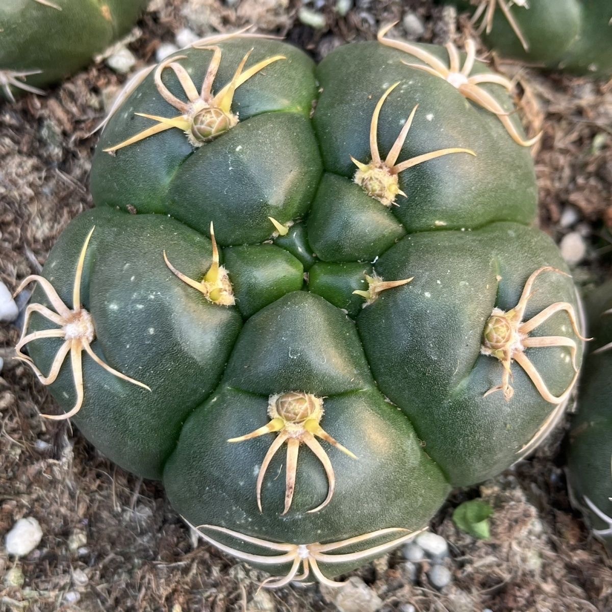 3-5cm Gymnocalycium denudatum 