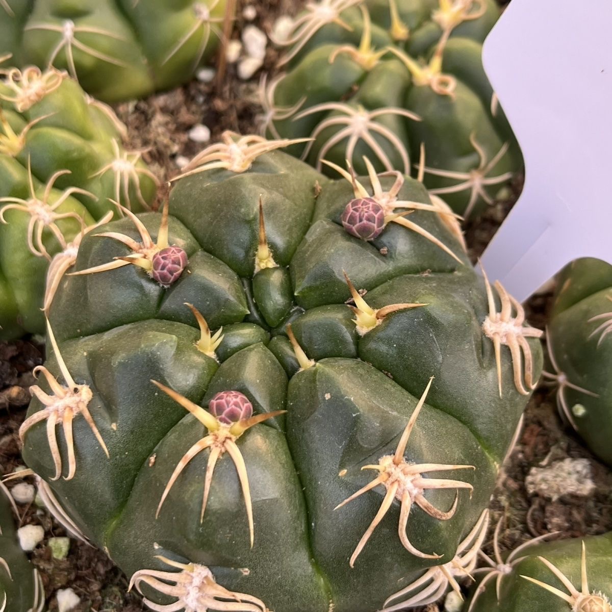 3-5cm Gymnocalycium denudatum 