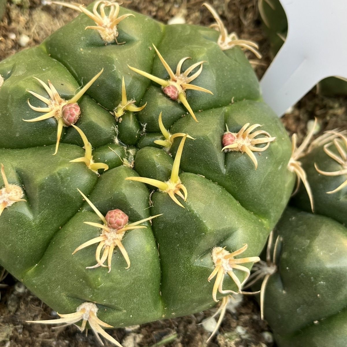 3-5cm Gymnocalycium denudatum 