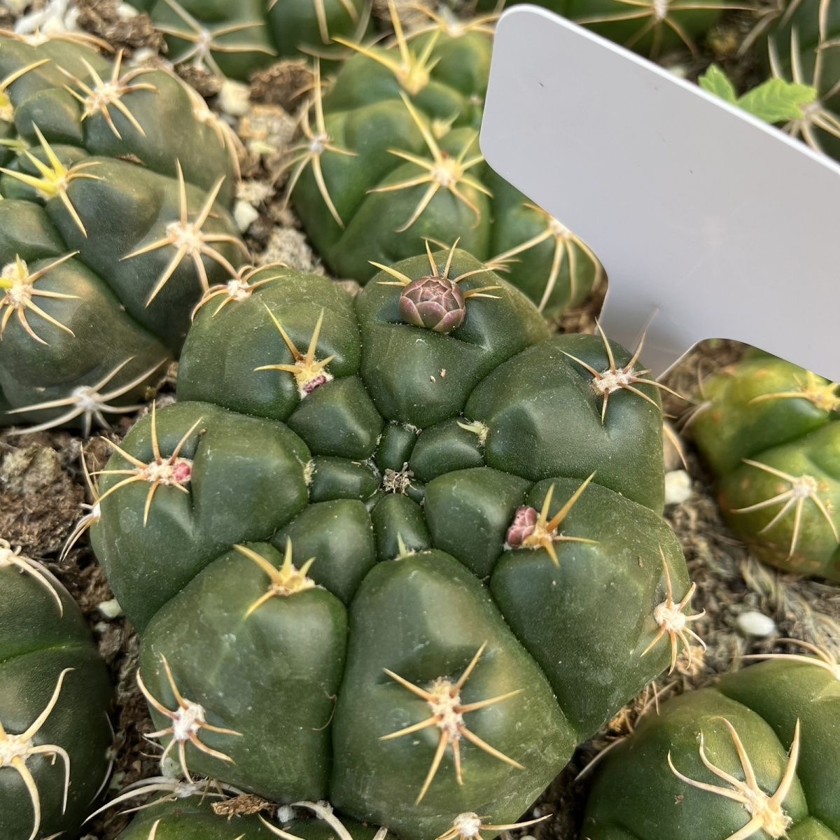 3-5cm Gymnocalycium denudatum 