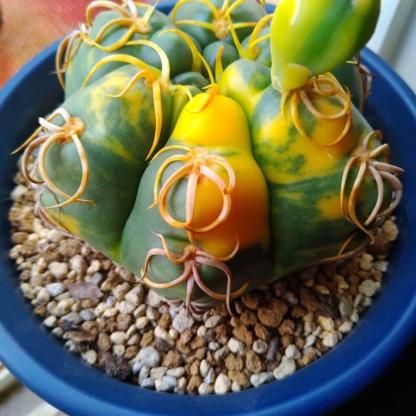 3-5cm Gymnocalycium denudatum 