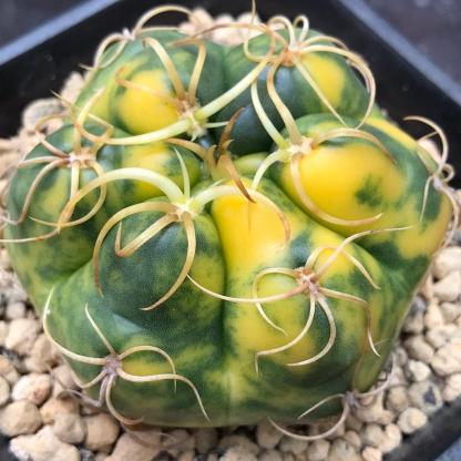 3-5cm Gymnocalycium denudatum 