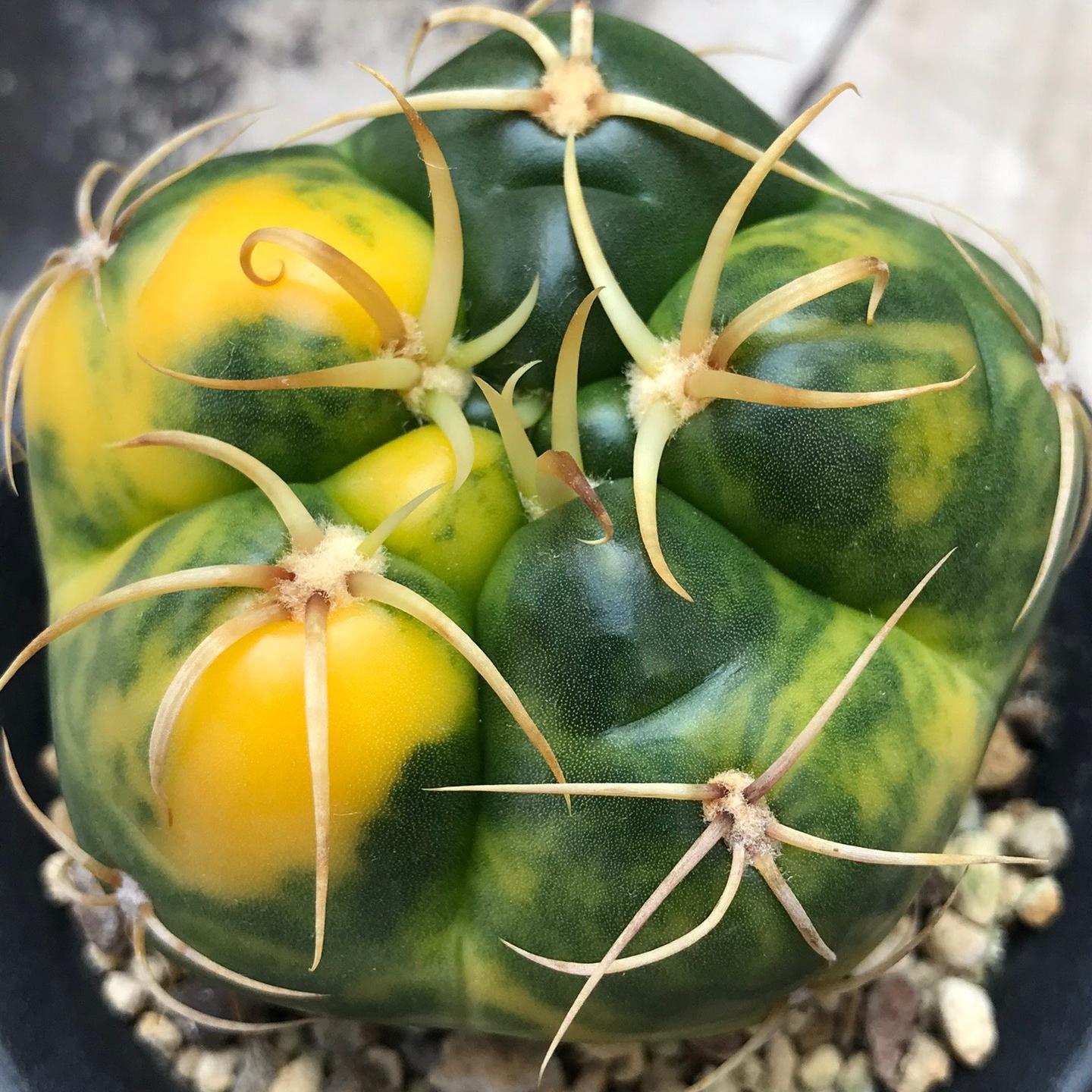 3-4cm Gymnocalycium denudatum 