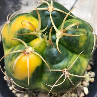 3-5cm Gymnocalycium denudatum 