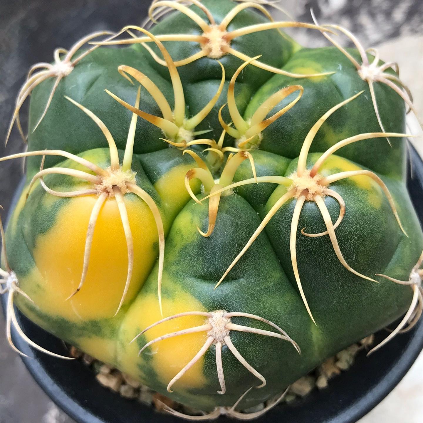 3-4cm Gymnocalycium denudatum 