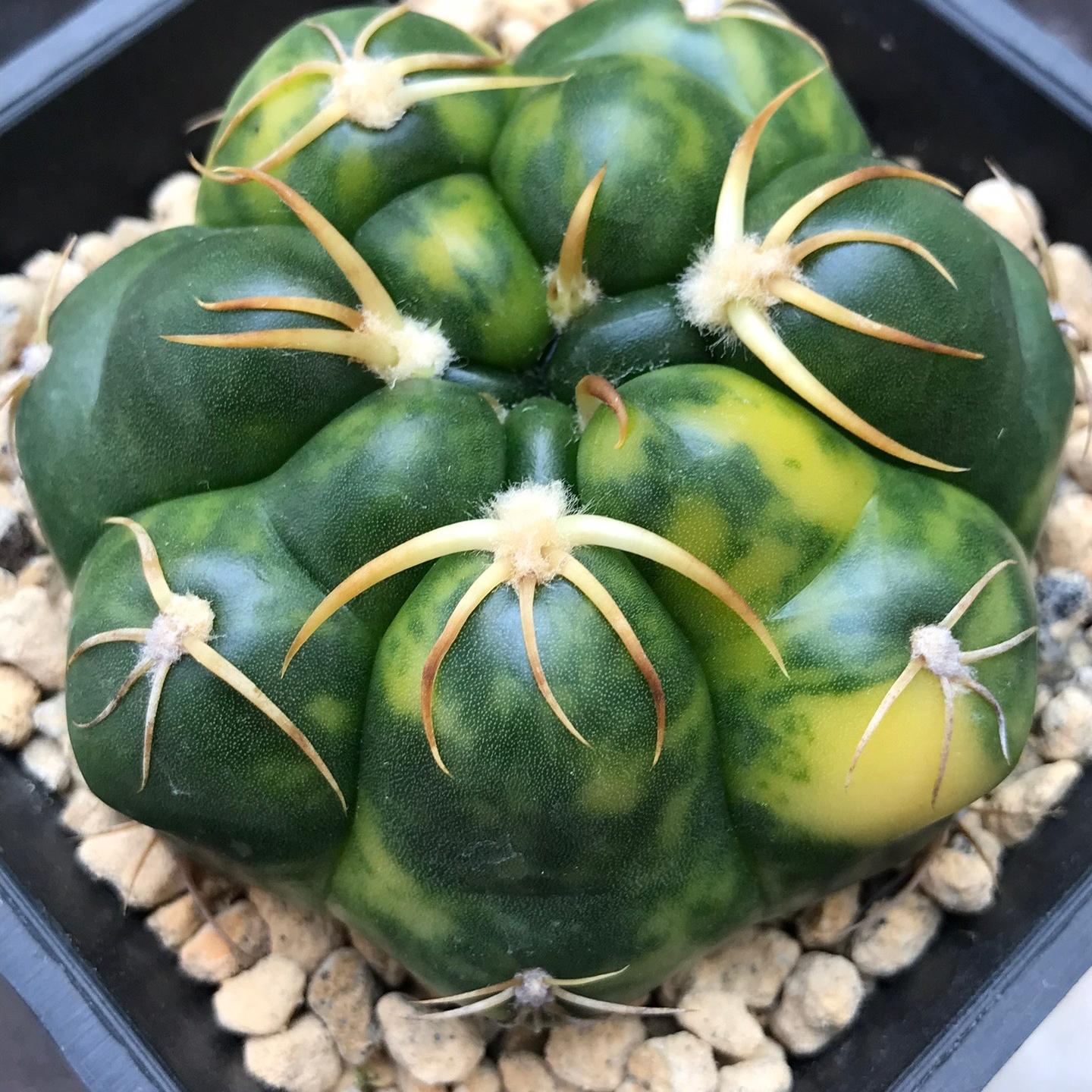 3-5cm Gymnocalycium denudatum 