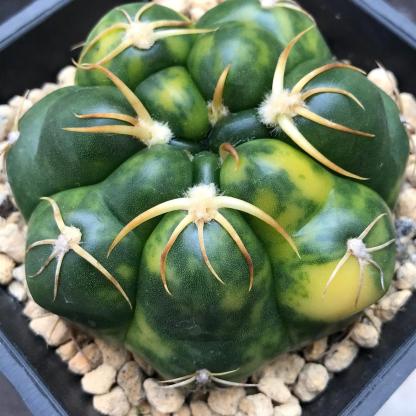 3-5cm Gymnocalycium denudatum 