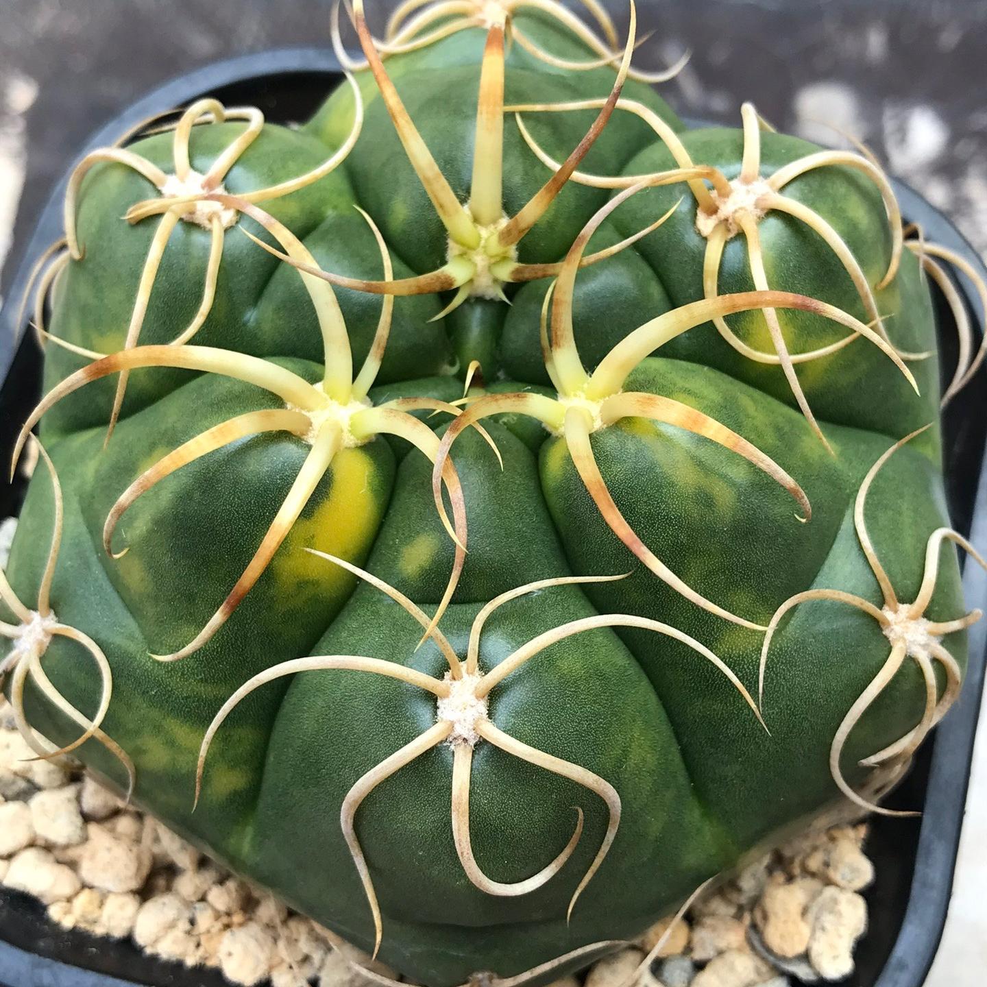 3-5cm Gymnocalycium denudatum 