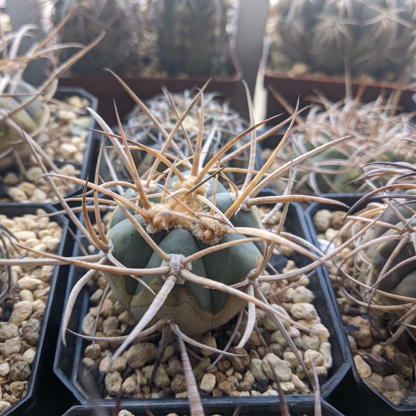 3-7cm Gymnocalycium cardenasianum