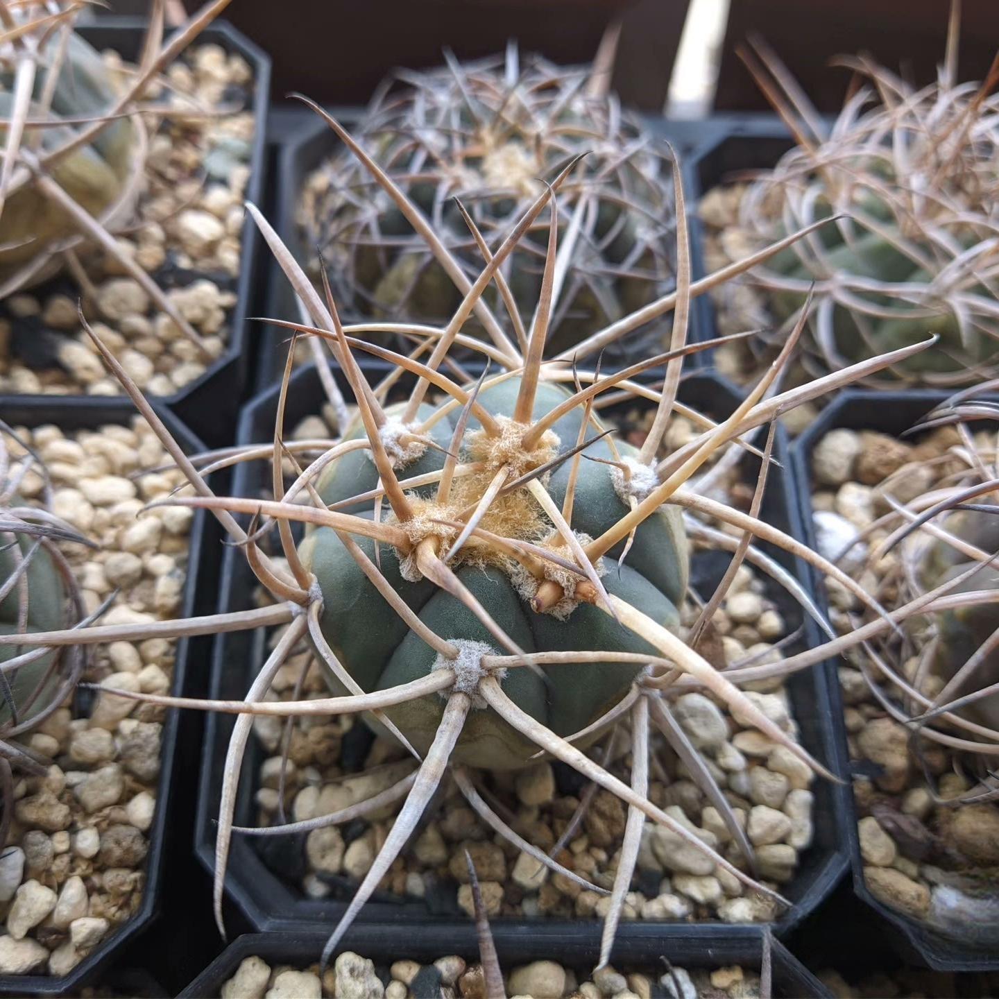 3-7cm Gymnocalycium cardenasianum