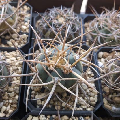 3-7cm Gymnocalycium cardenasianum
