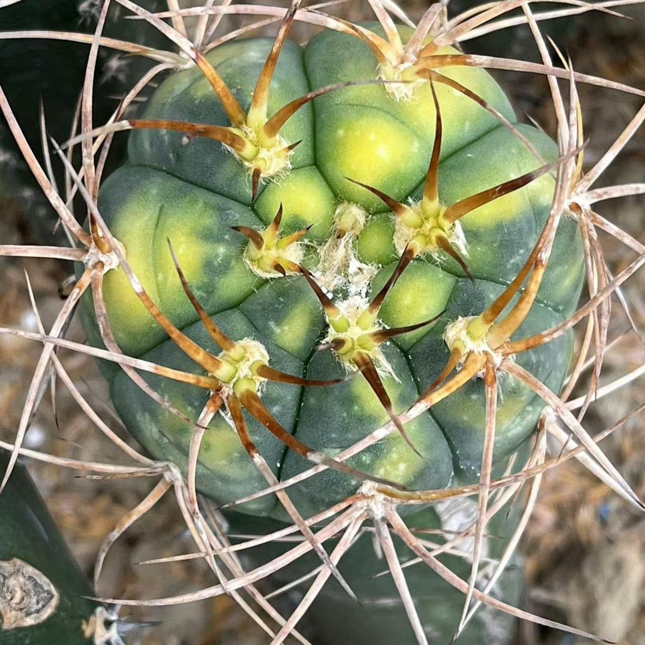 3-7cm Gymnocalycium cardenasianum